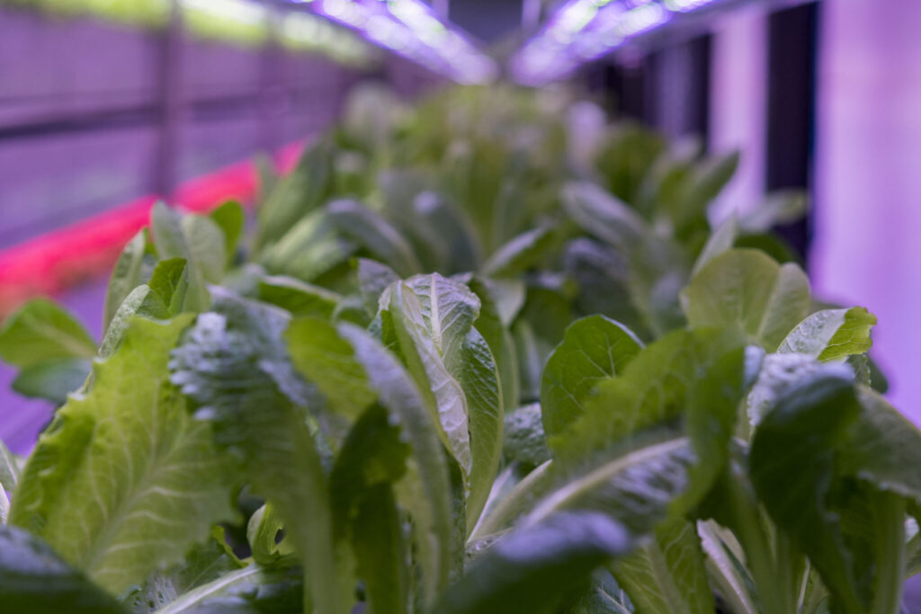 Close up of plants growing in vertical farming tower