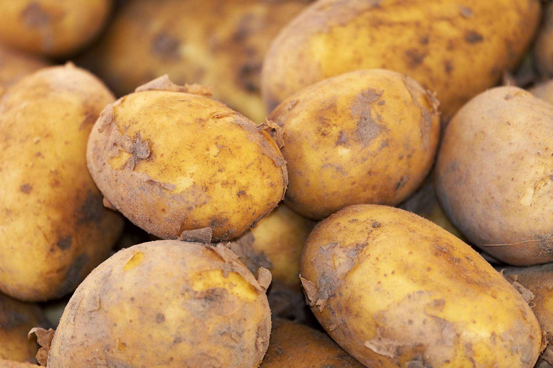 APGC welcomes project to develop precision breeding pipeline in potato
